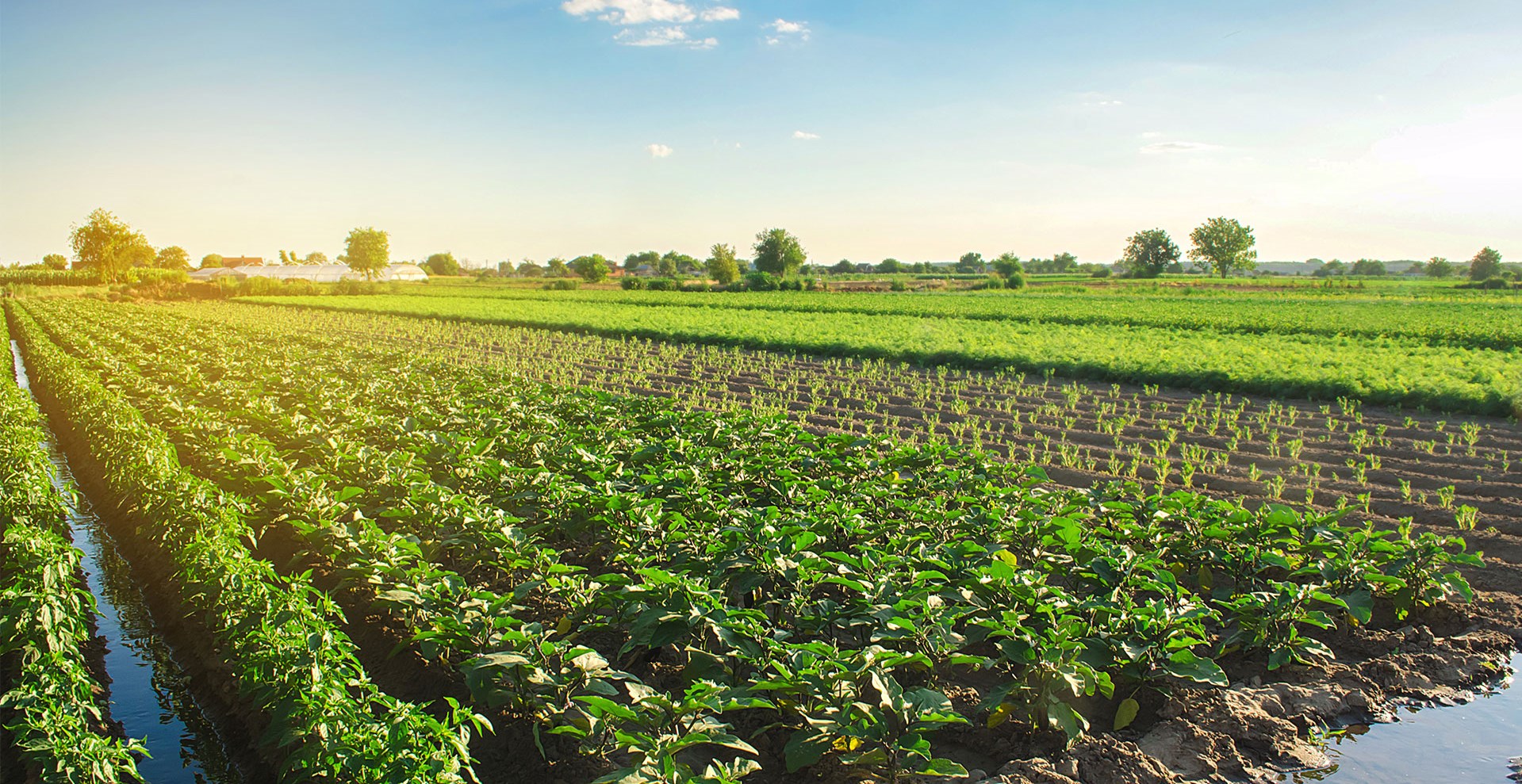 Tantangan Operasional di Industri Pertanian dan Solusinya